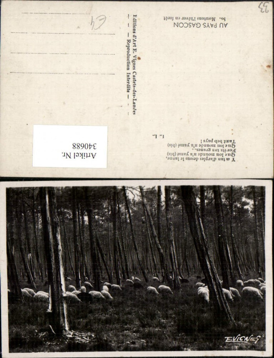 340688,Aquitanien Gironde Au Pays Gascon Moutons l'hiver en foret Schafe Wald