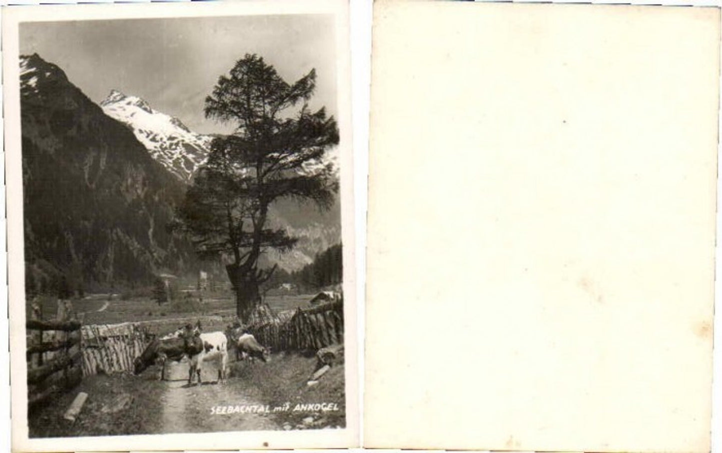 65285,Foto Mallnitz Seebachtal Kühe m. Ankogel