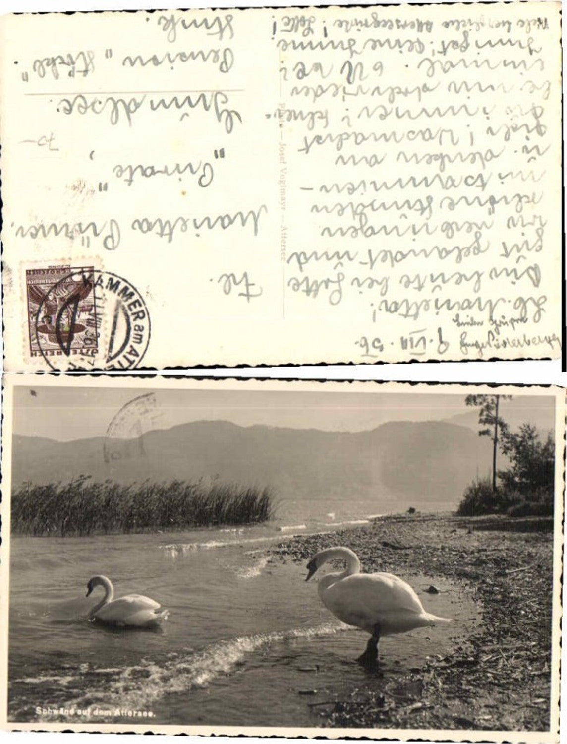 66567, Swans on Lake Attersee, photo postcard 1935