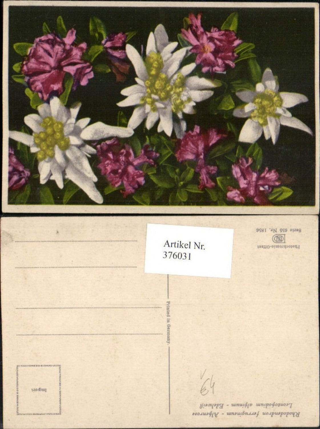 376031,Photochromie Nenke & Ostermaier 655/1856 Alpenrose Edelweiß Blumen