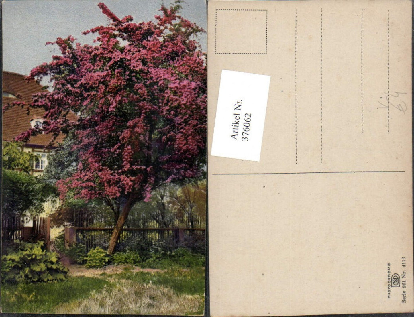 376062,Photochromie Nenke & Ostermaier 261/4118 Haus Gebäude Baumblüte