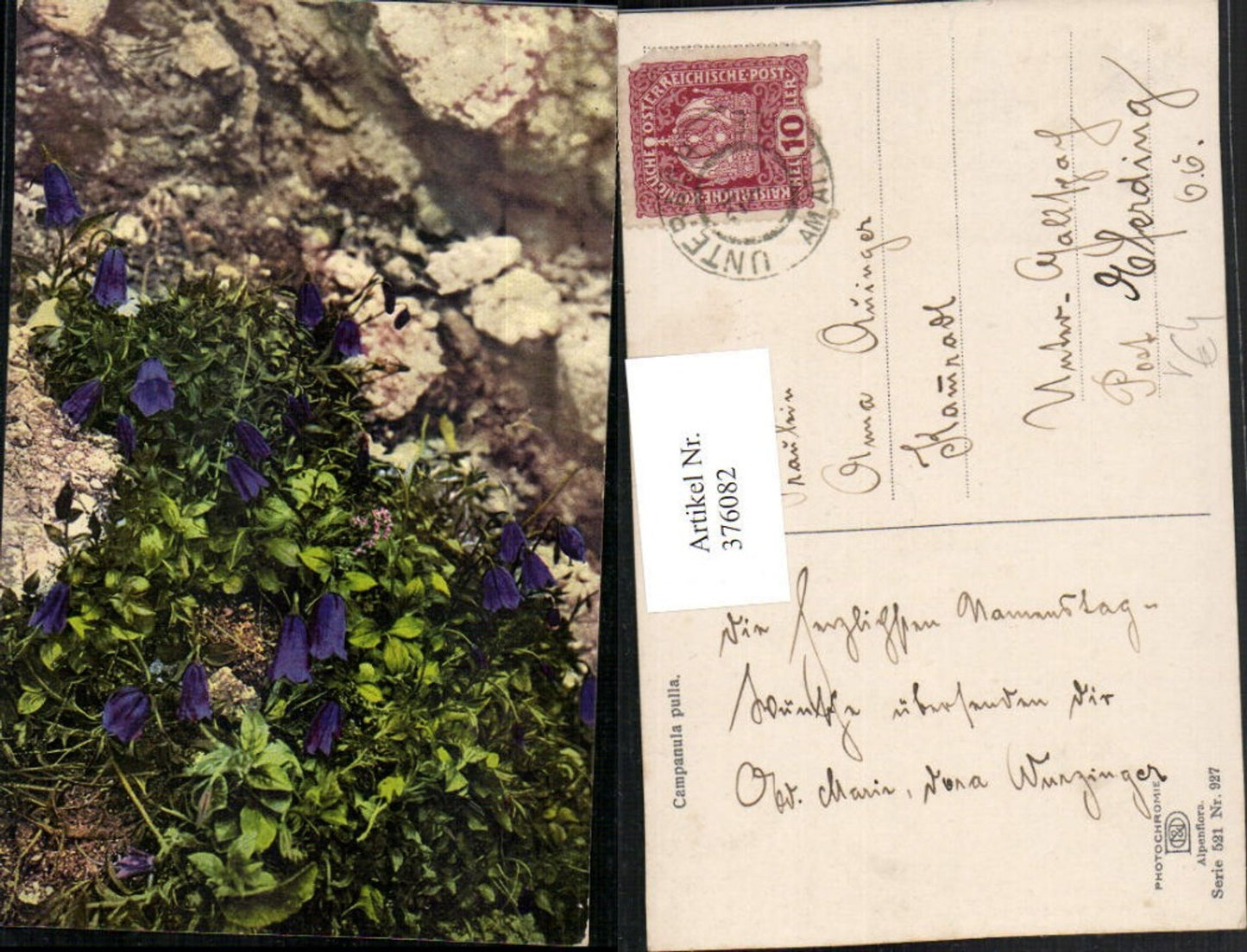 376082,Photochromie Nenke & Ostermaier 521/927 Campanula pulla Dunkle Glockenblume