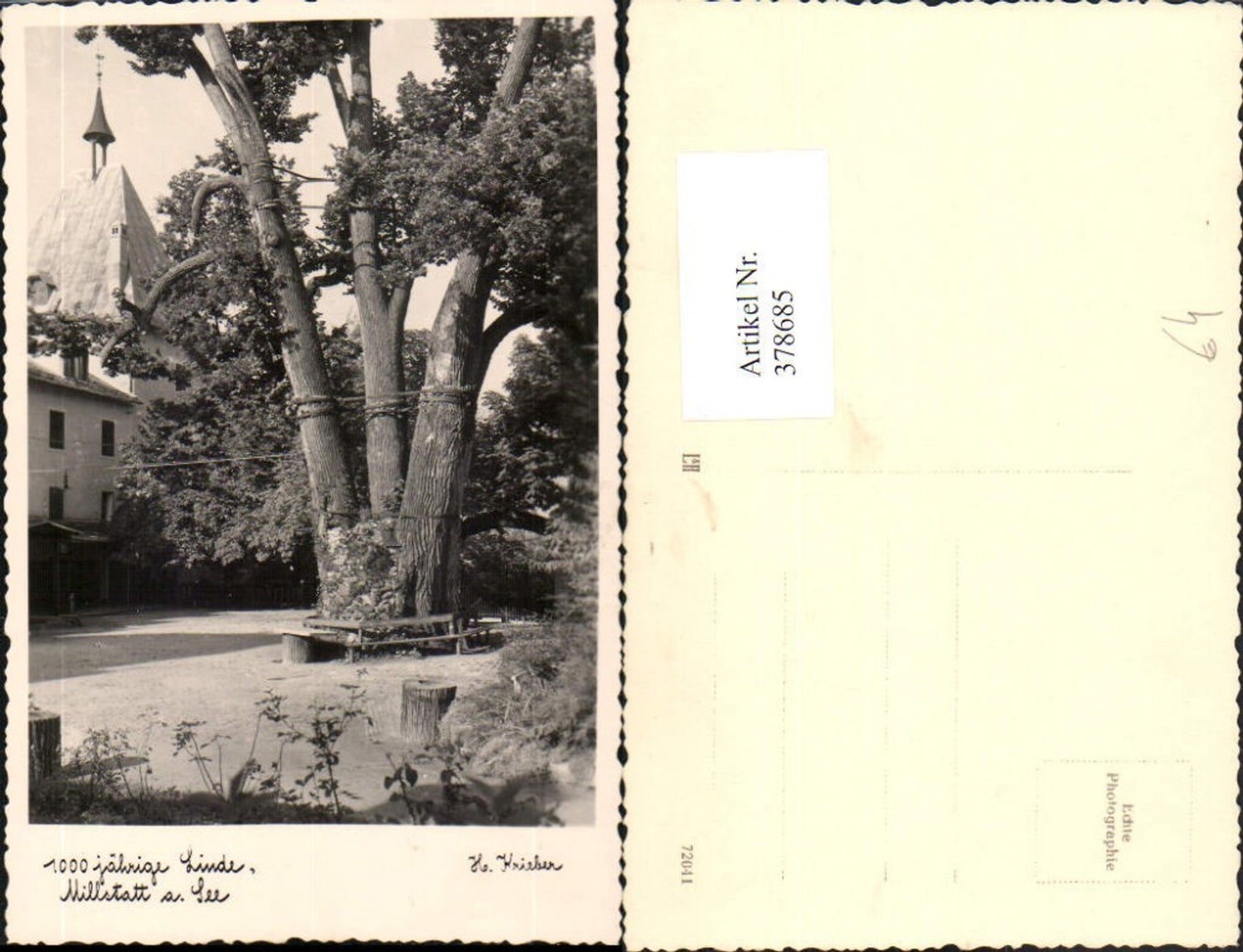 378685,Millstatt am See 1000-jährige Linde Baum
