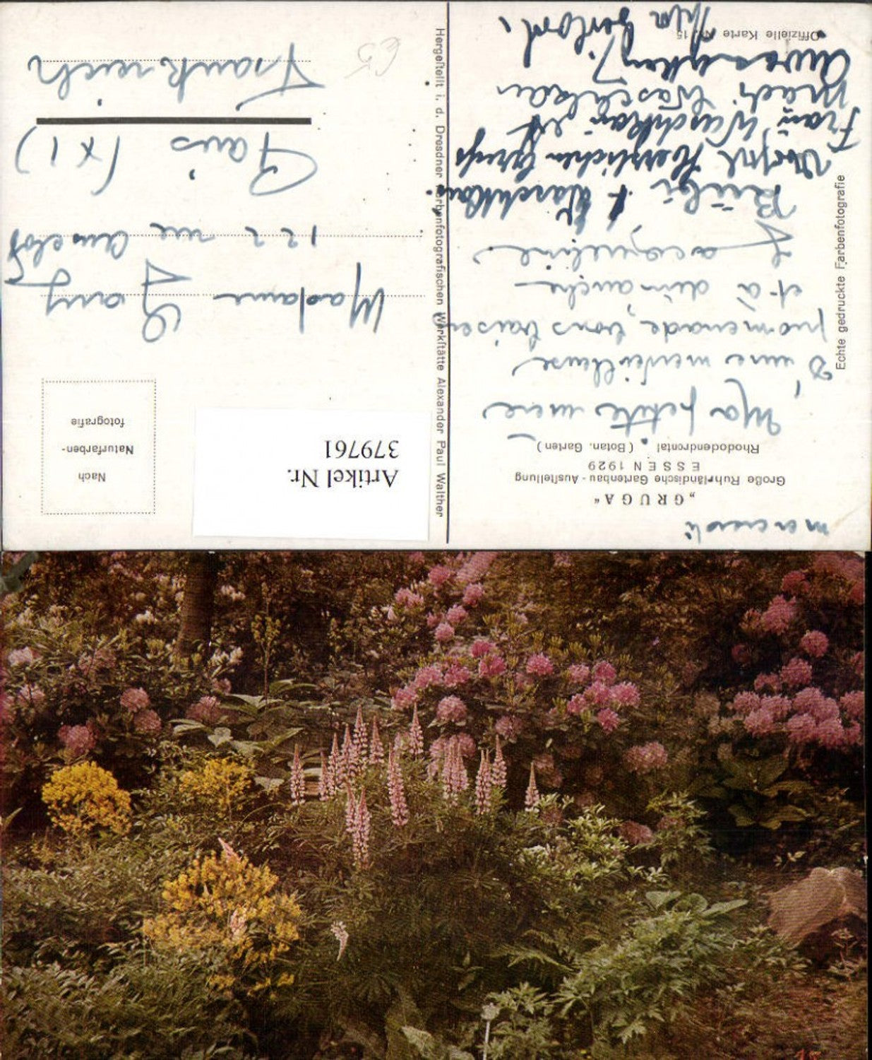 379761,Essen 1929 Große Ruhrländische Gartenbau Ausstellung Gruga Rhododendrontal Garten