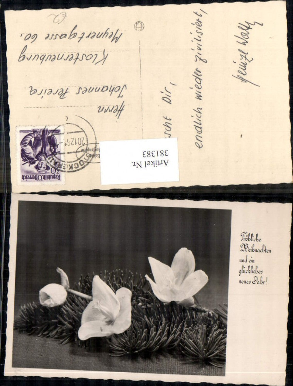 381383,Fotokunst Christrose Tannenzweig Blume