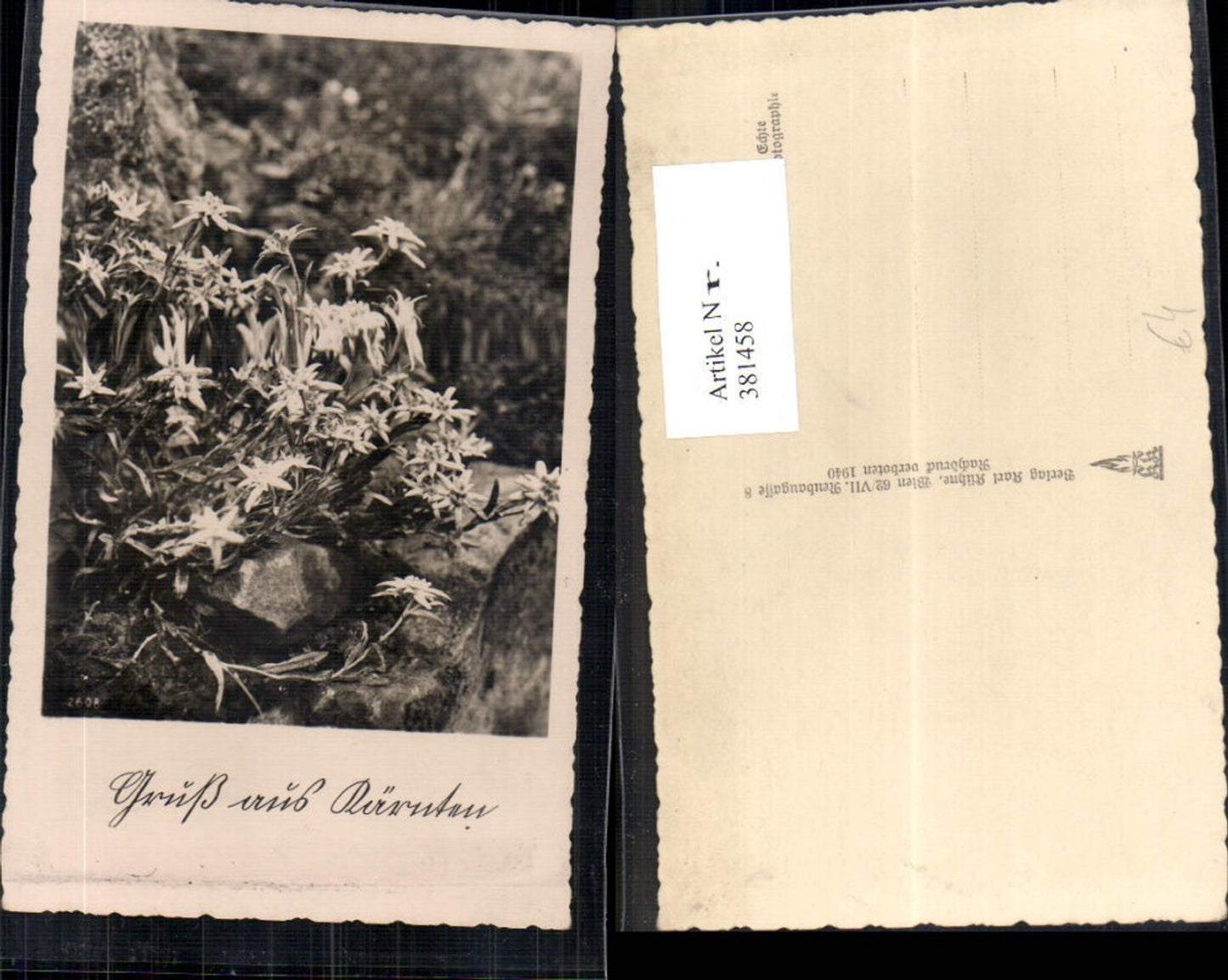 381458,Fotokunst Edelweiß Alpenflora Stein pub Karl Kühne 2608