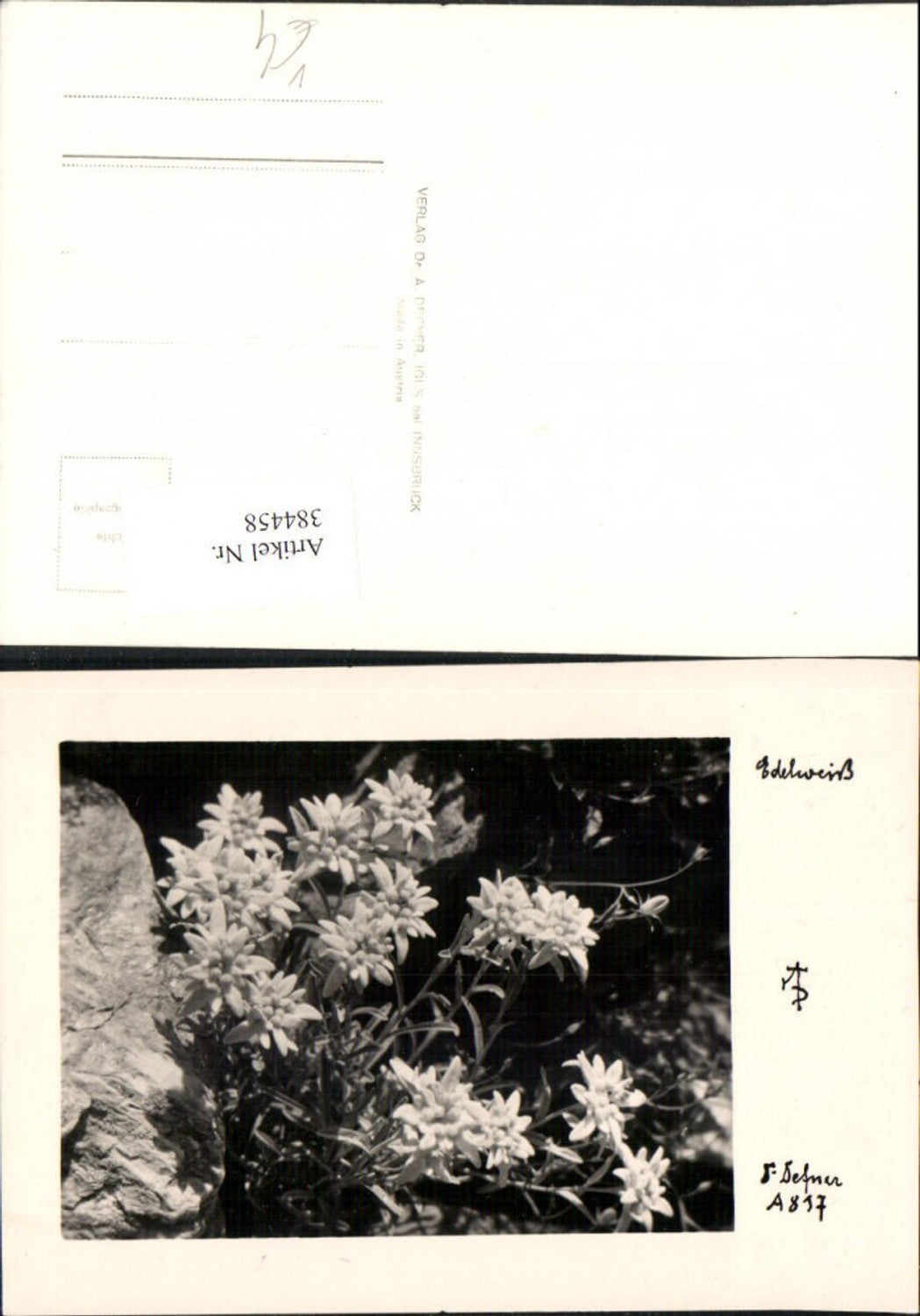 384458.Fotokunst Dr. Defner A817 Edelweiß Blumen