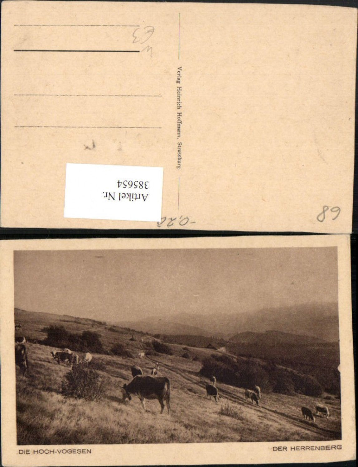 385654,Elsass Haut-Rhin Hoch-Vogesen Herrenberg Landschaft Rinder