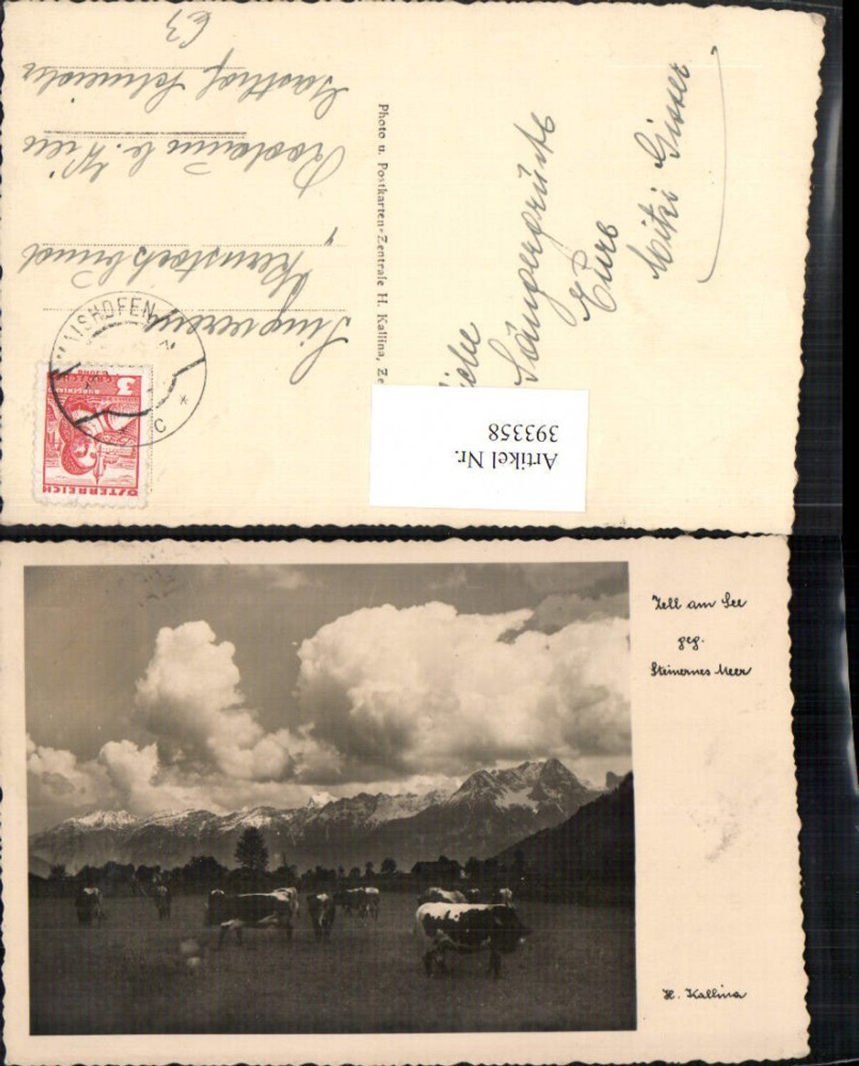 393358,Zell am See Steinernes Meer Bergkulisse Rinder Kühe