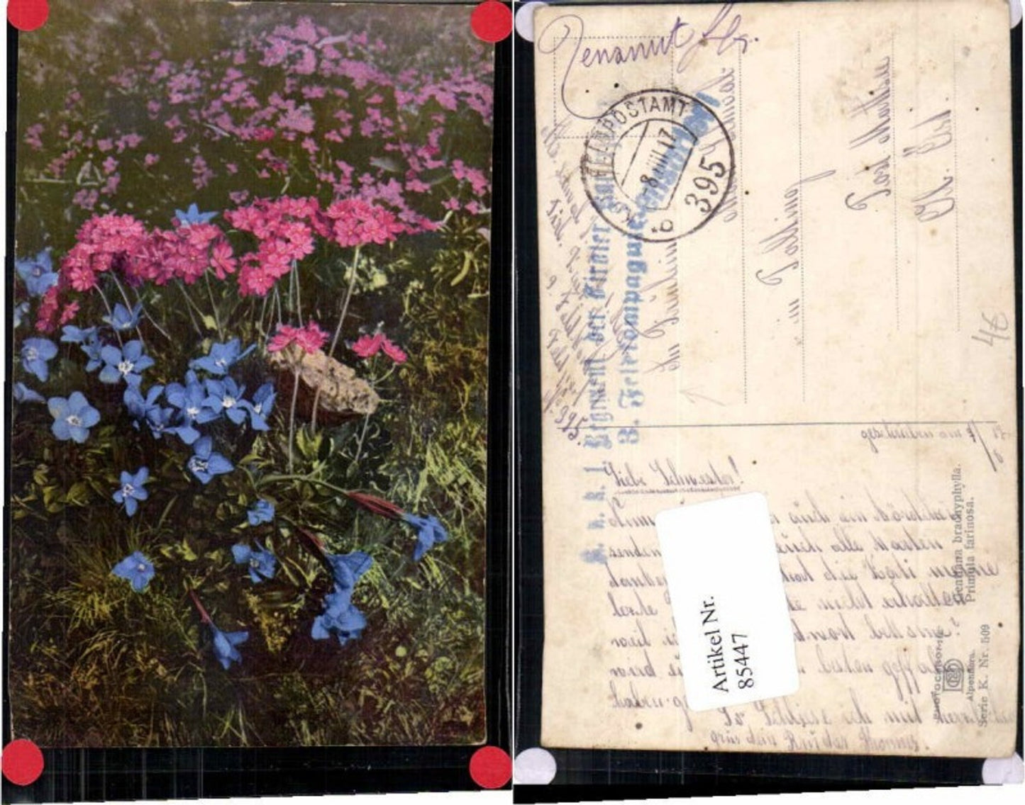 85447,Photochromie Ser K 509 Alpenflora Kaiserjäger FP