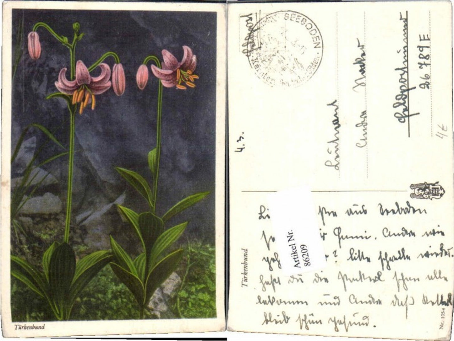 86209,Türkenbund Blumen Botanik