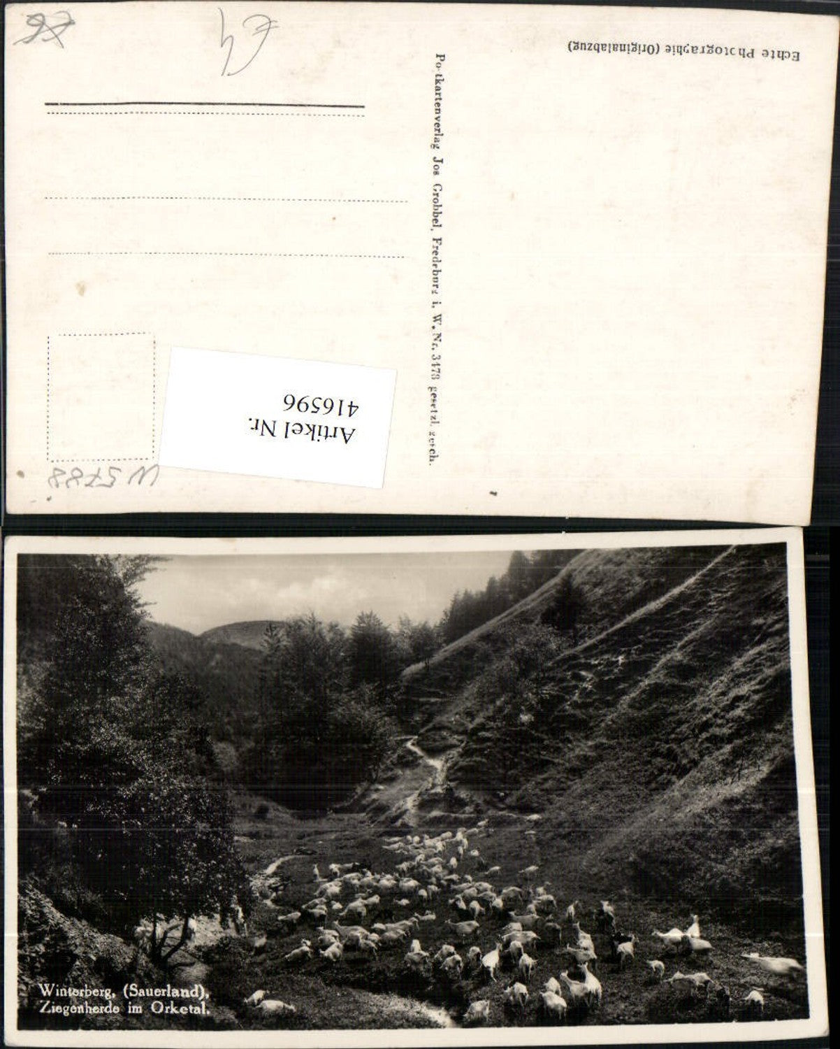 416596,Winterberg im Sauerland Ziegenherde im Orketal