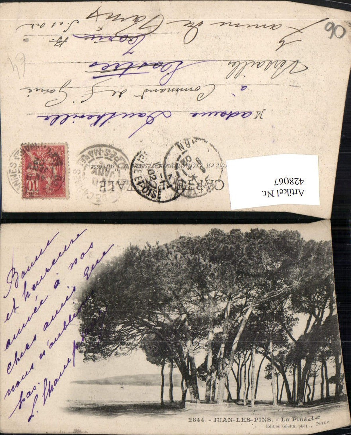 428067,Provence-Alpes-Cote-Azur Alpes-Maritimes Juan-les-Pins La Pinede Bäume