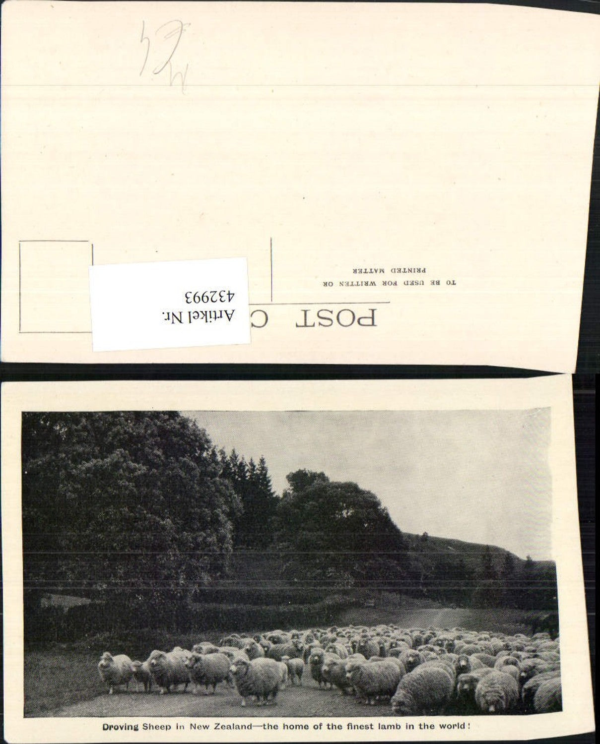 432993,New Zealand Neuseeland Droving Sheep Schafherde Schafe