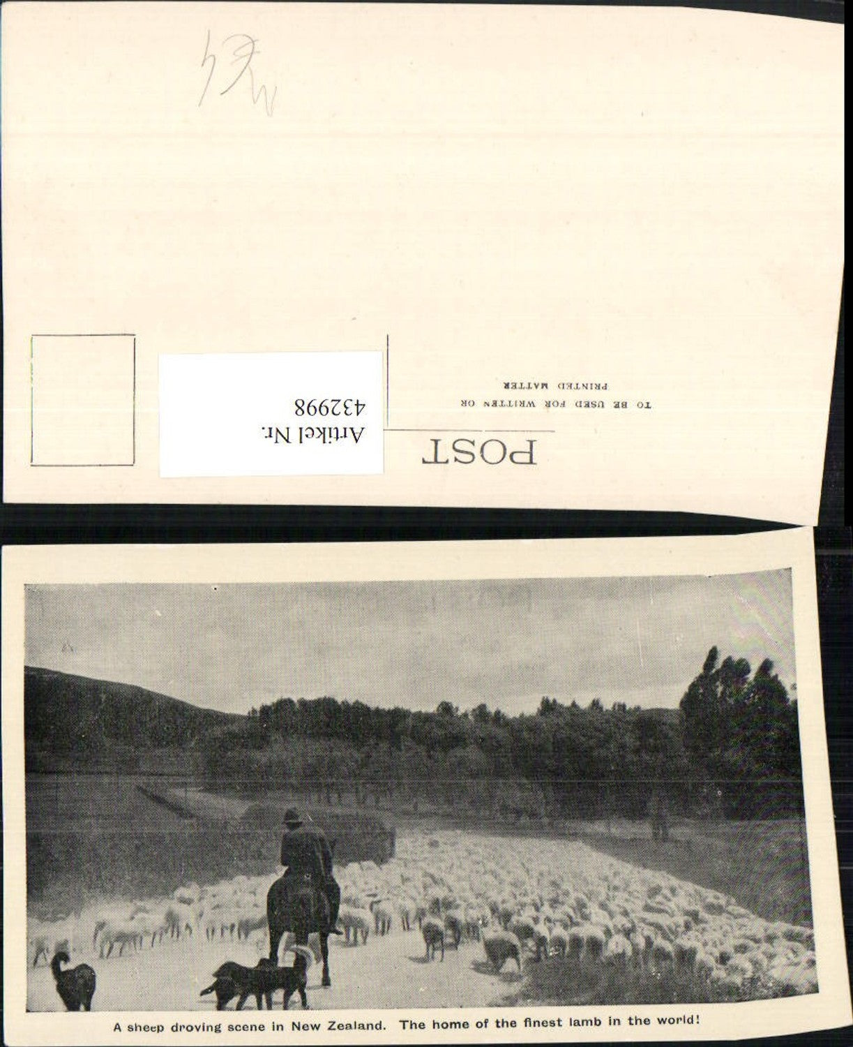 432998,New Zealand Neuseeland Droving sheep Schafherde Schafe Hirte Schäfer Pferd