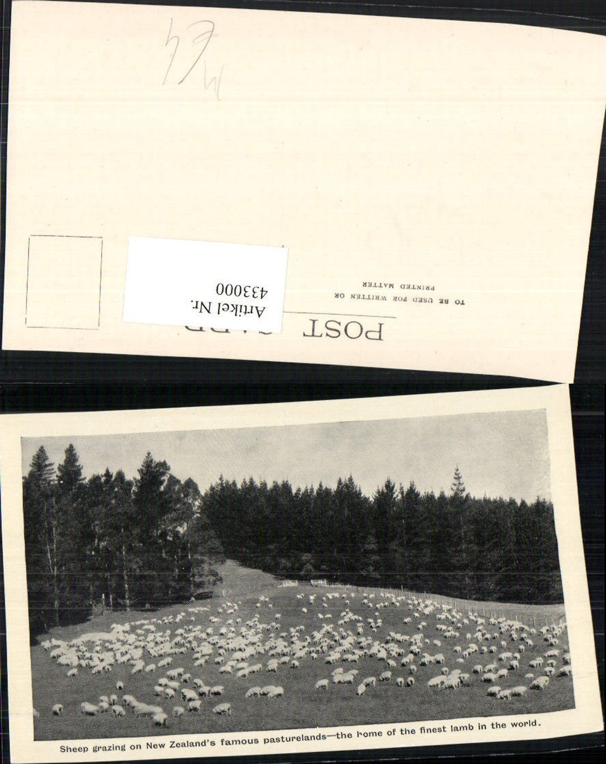 433000,New Zealand Neuseeland Sheep grazing on pasturelands Schafe Schafherde