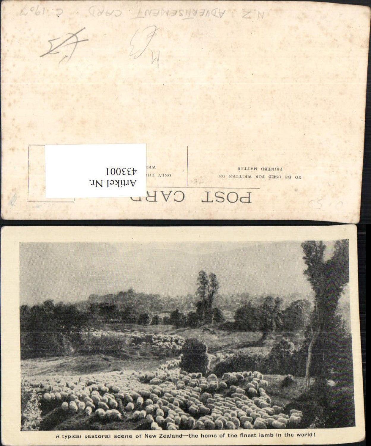 433001,New Zealand Neuseeland Pastoral scene Schafherde Schafe