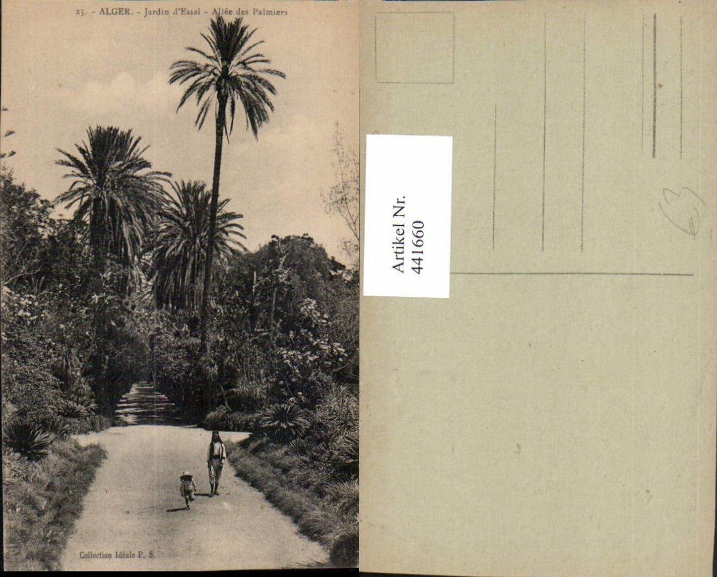 441660,Algeria Alger Algier Jardin d'Essai Allee des Palmiers Palmen