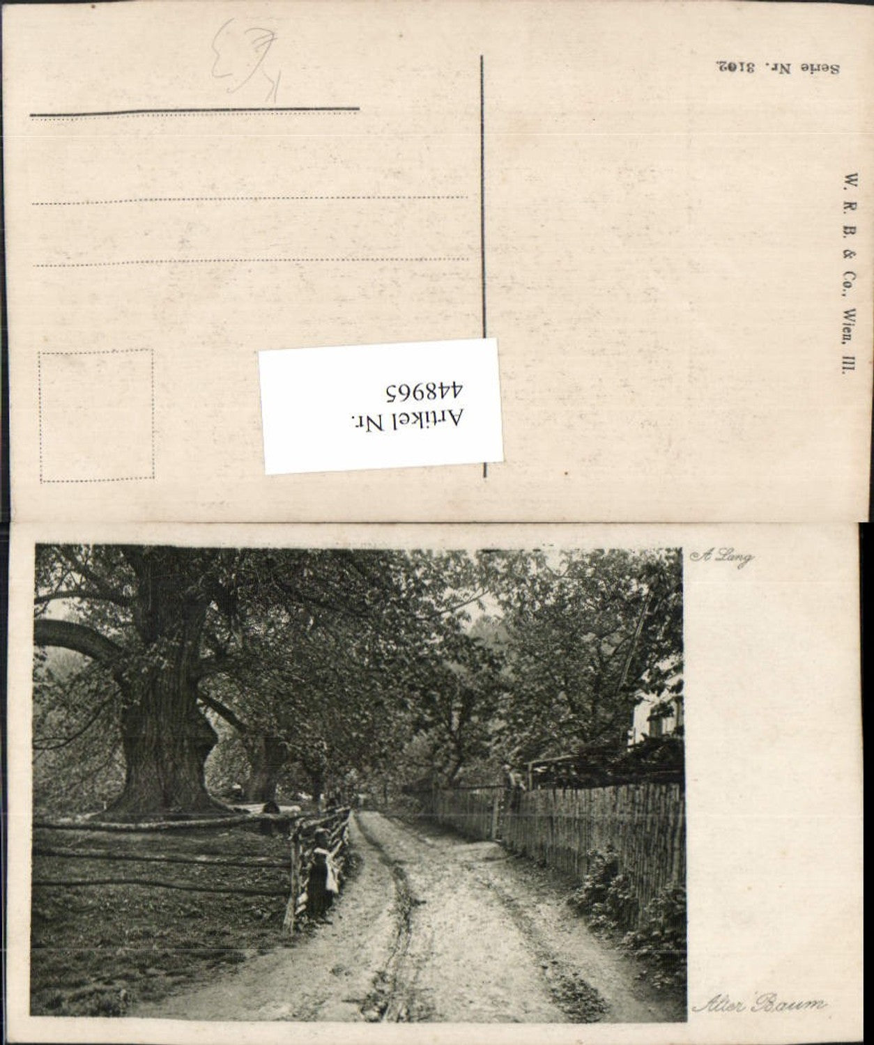 448965,Künstler AK A. Lang Alter Baum Wegpartie