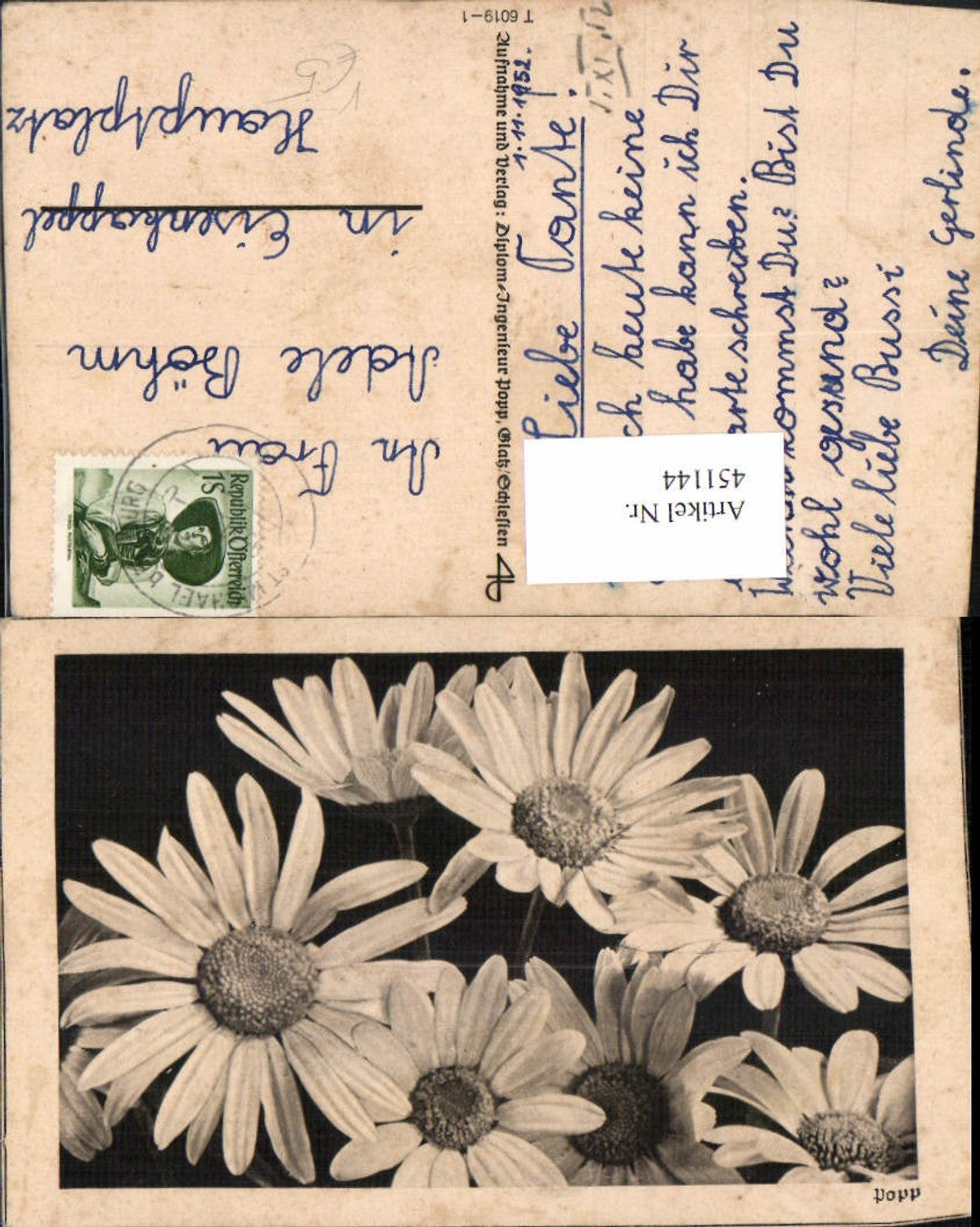451144, Popp Verlag Daisy Flowers
