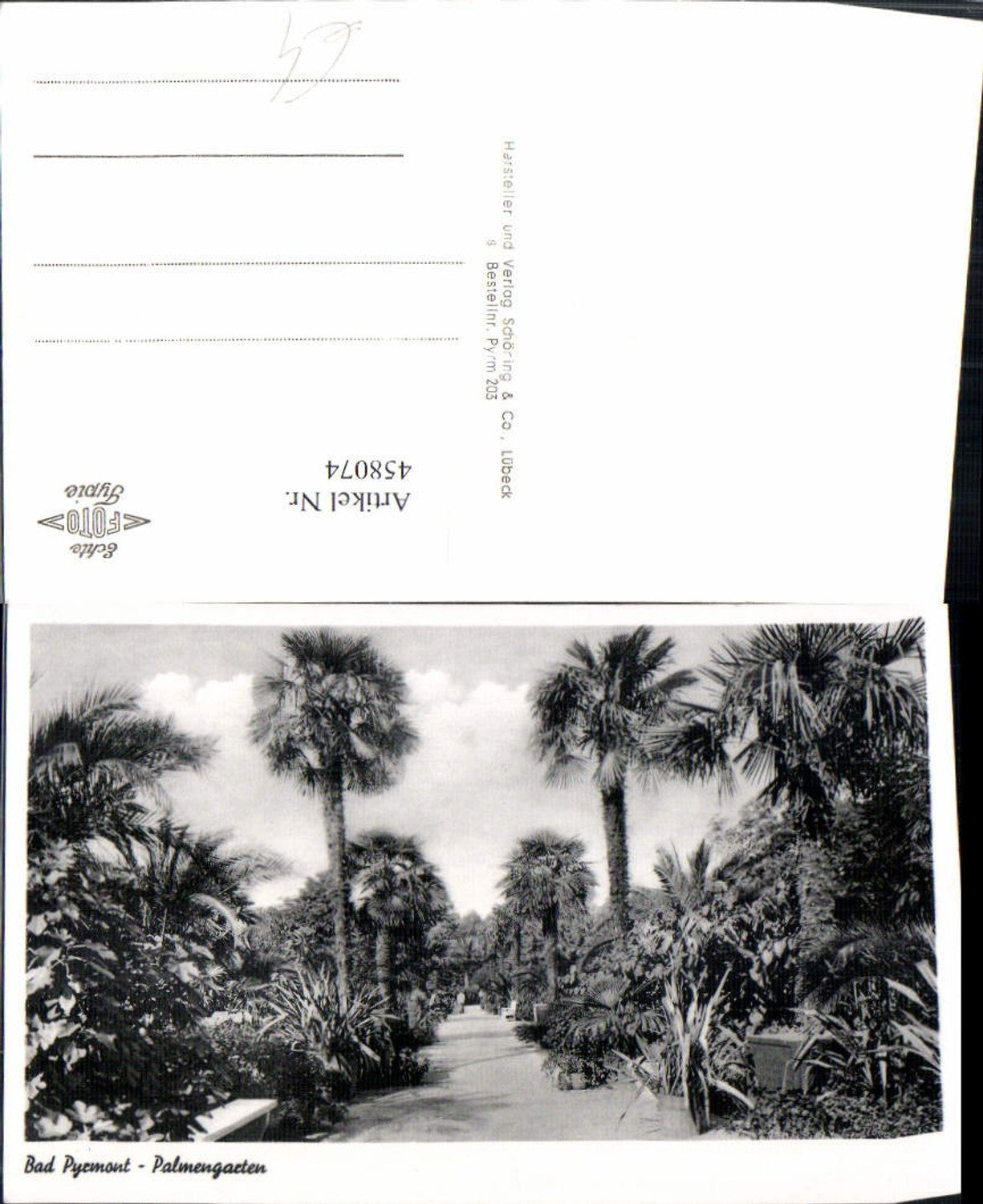 458074,Bad Pyrmont Palmengarten Palmen