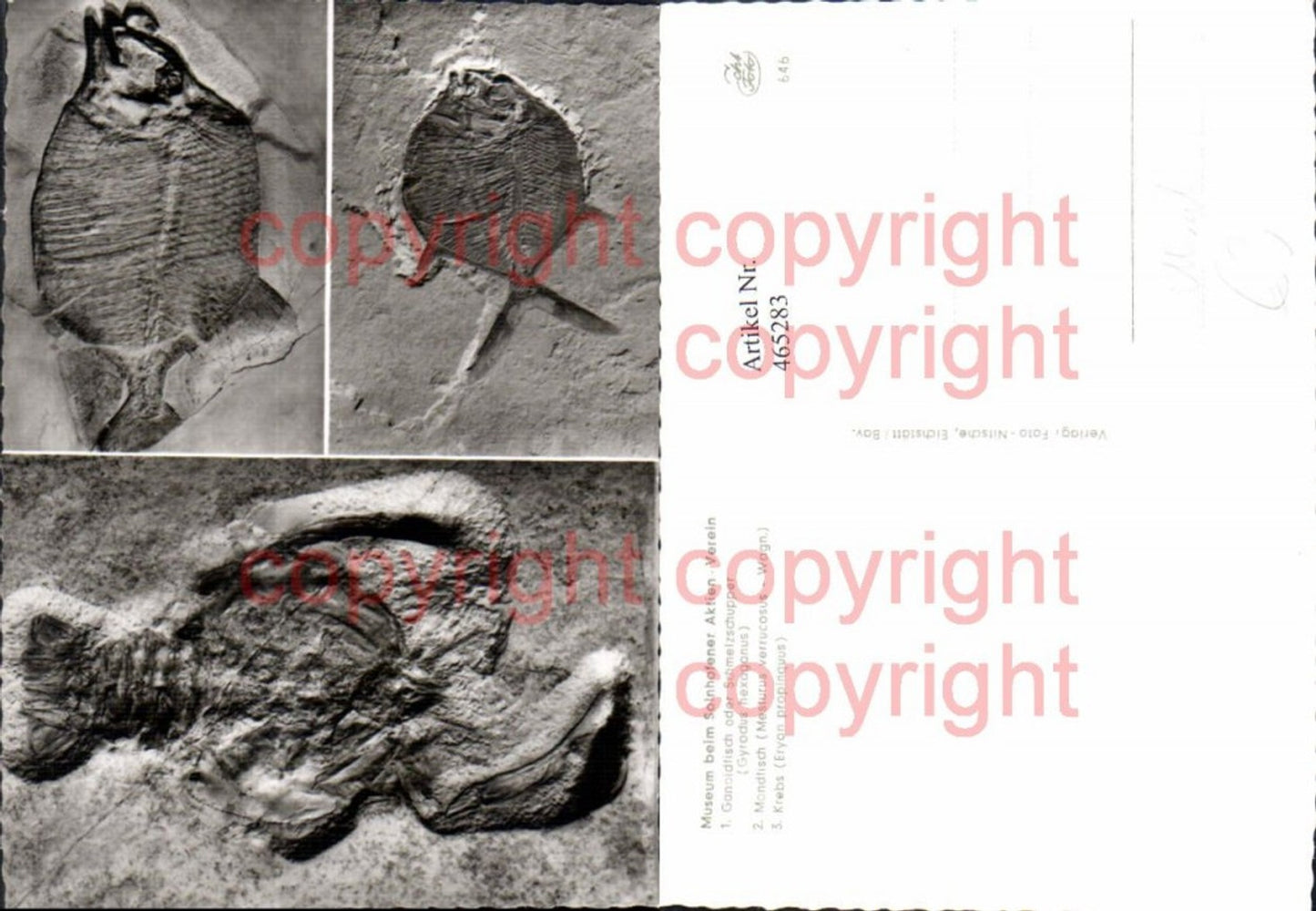 465283,Mehrbild Ak Museum Ganoidfisch Mondfisch Krebs Archäologie Ausgrabung
