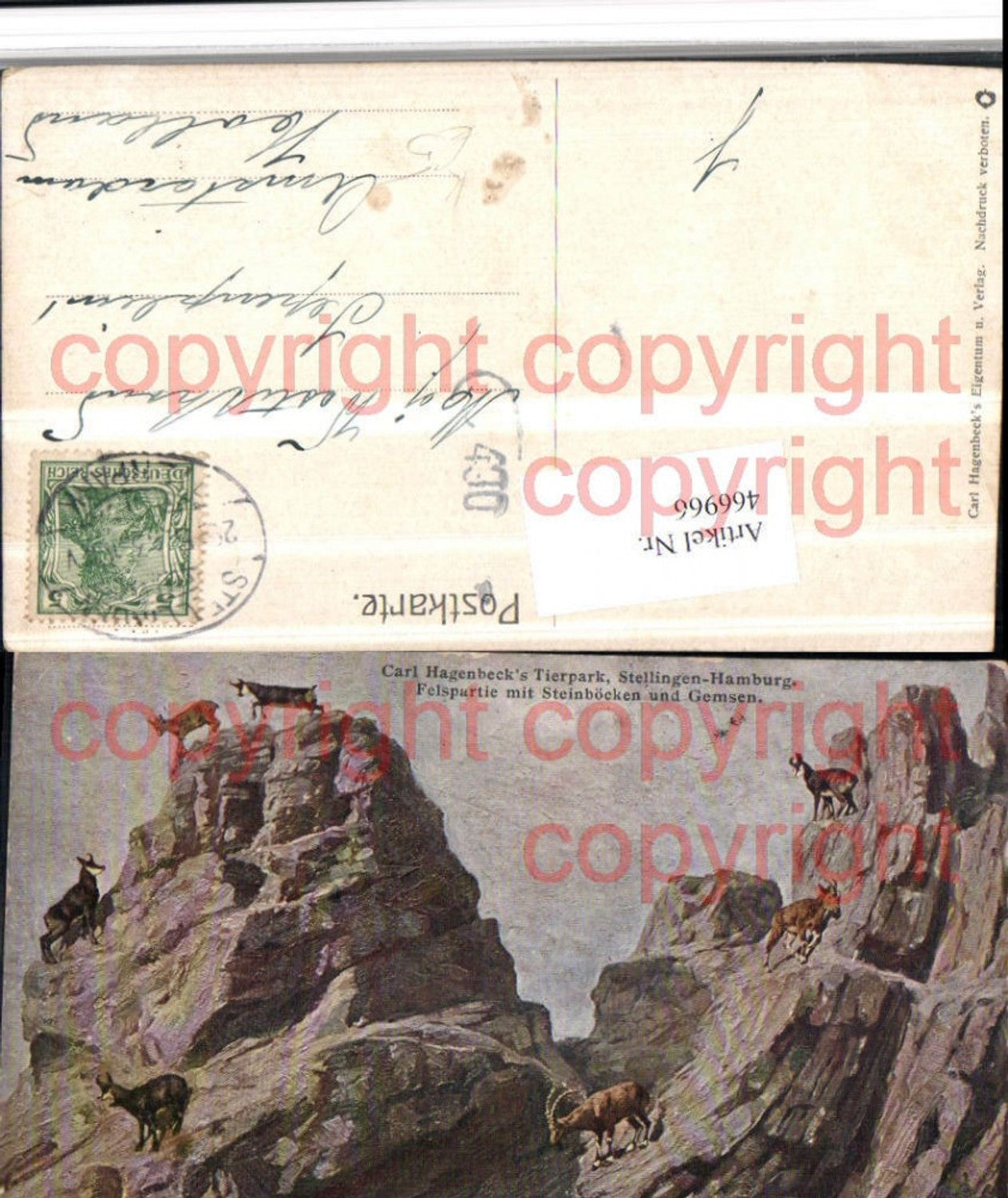466966,Künstler AK Hamburg Stellingen Carl Hagenbecks Tierpark Steinböcke Gämse