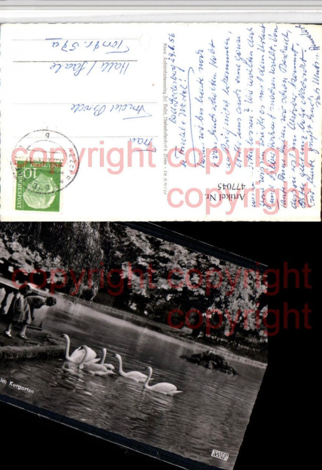 477045,Bonn am Rhein Bad Godesberg Partie im Kurgarten Schwäne