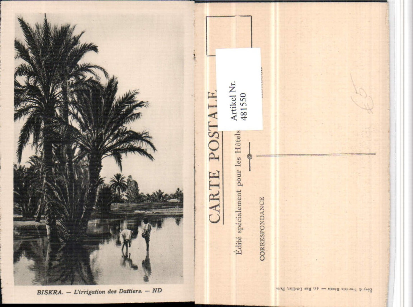 481550,Algeria Biskra L'irrigation des Dattiers Dattelpalme