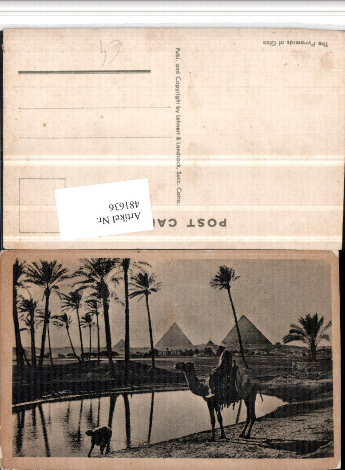 481636,Egypt Pyramids of Giza Gizeh Pyramiden Kamel Volkstyp