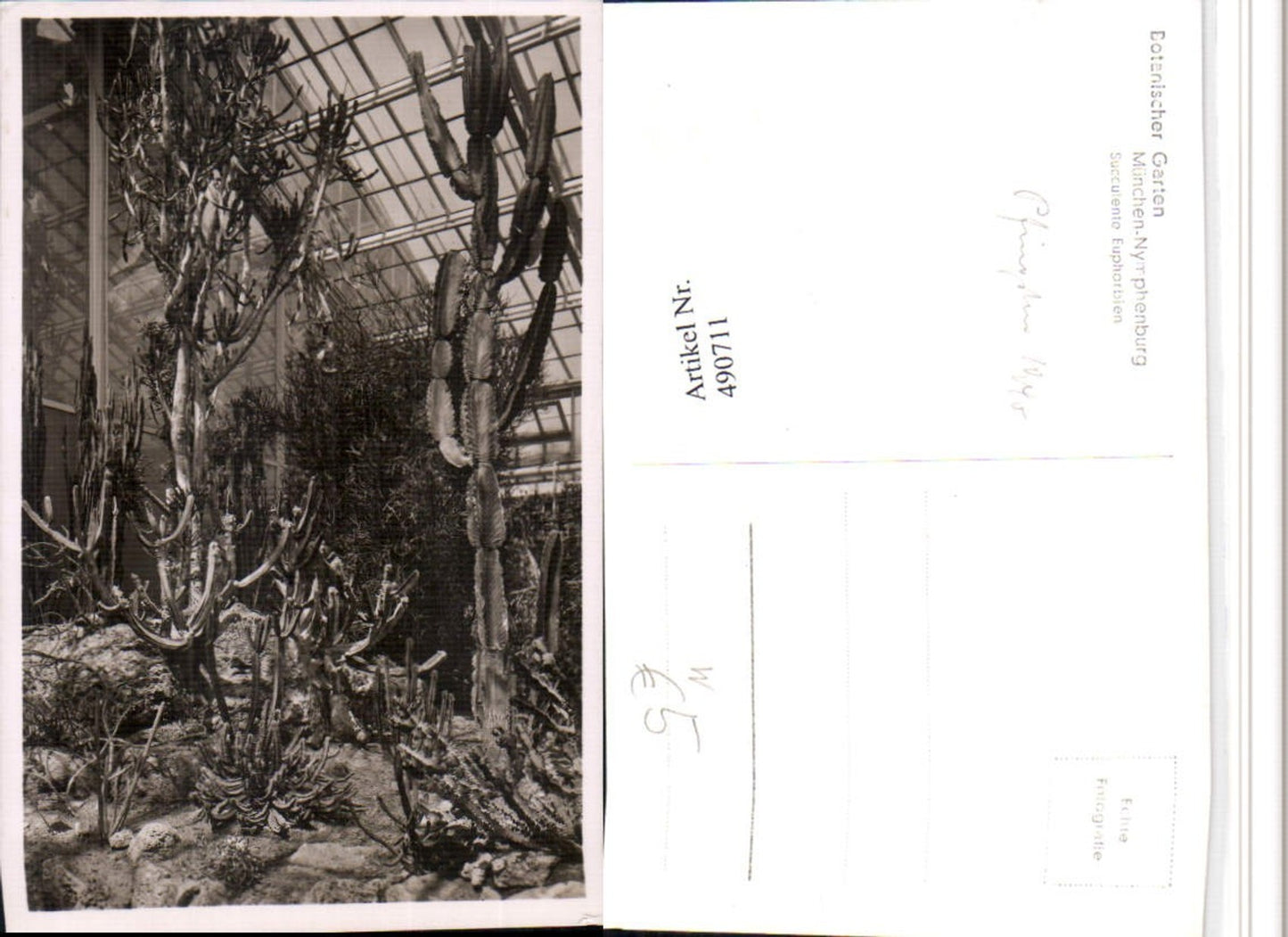 490711,München Nymphenburg Botanischer Garten Succulente Euphorbien