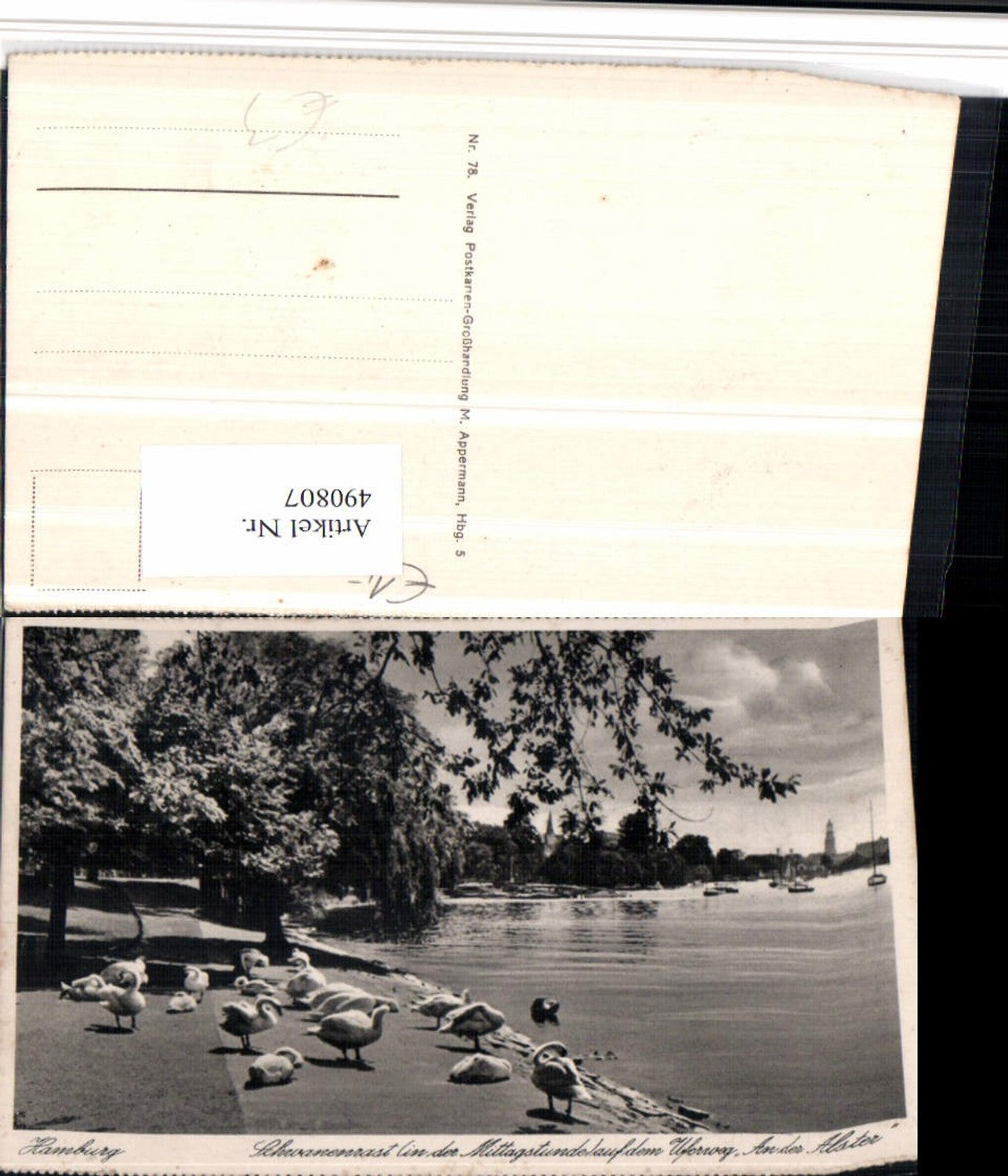 490807,Hamburg Schwanenrast auf dem Uferweg an der Alster