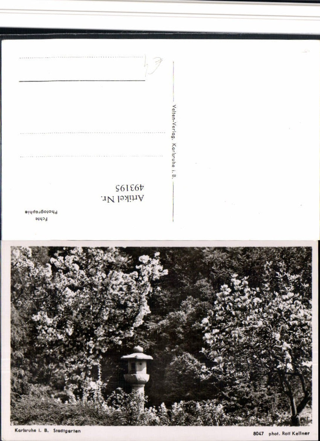 493195, Karlsruhe City Garden Blossom Tree