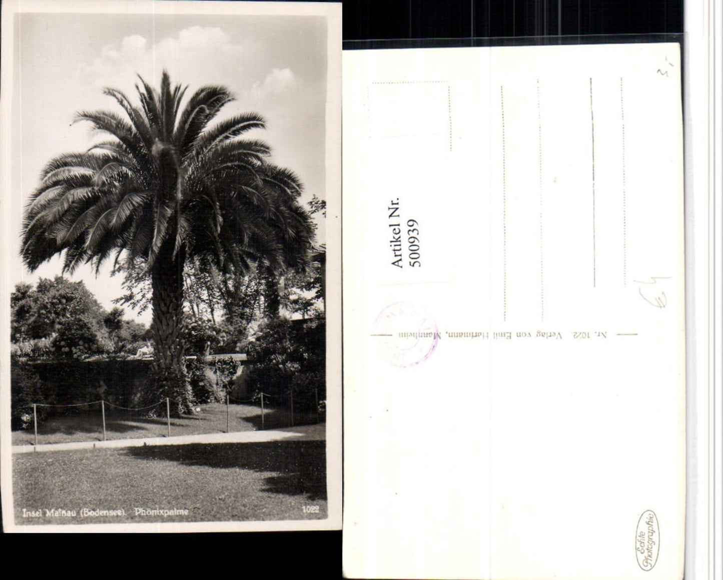 500939,Insel Mainau im Bodensee b. Konstanz Phönixpalme Palme