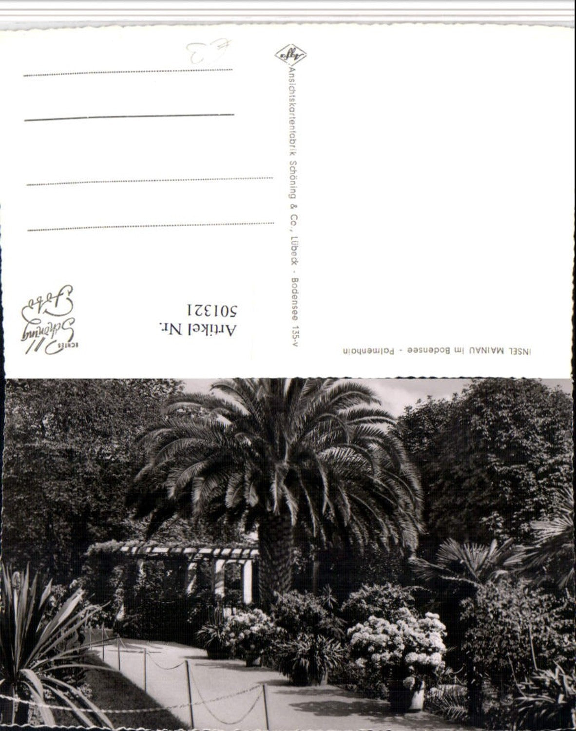 501321,Insel Mainau im Bodensee b. Konstanz Palmenhain