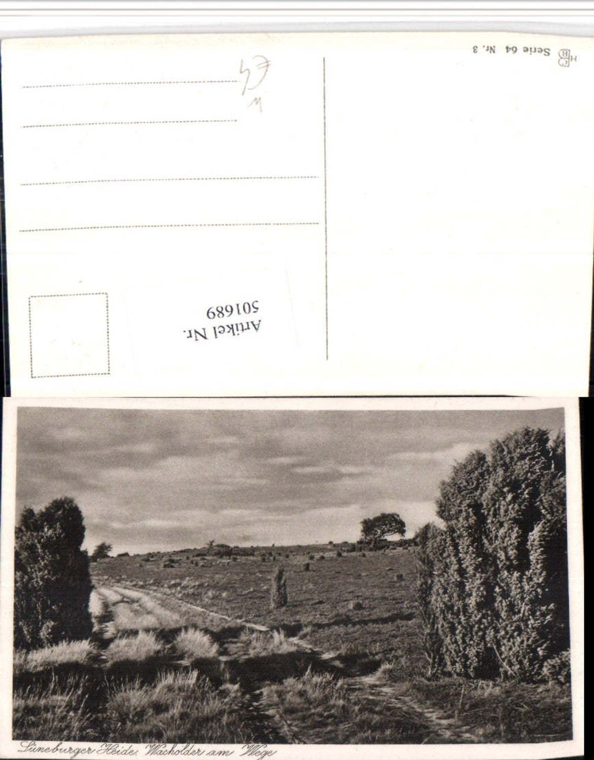 501689,Lüneburger Heide b. Schnevedingen Wacholder am Wege