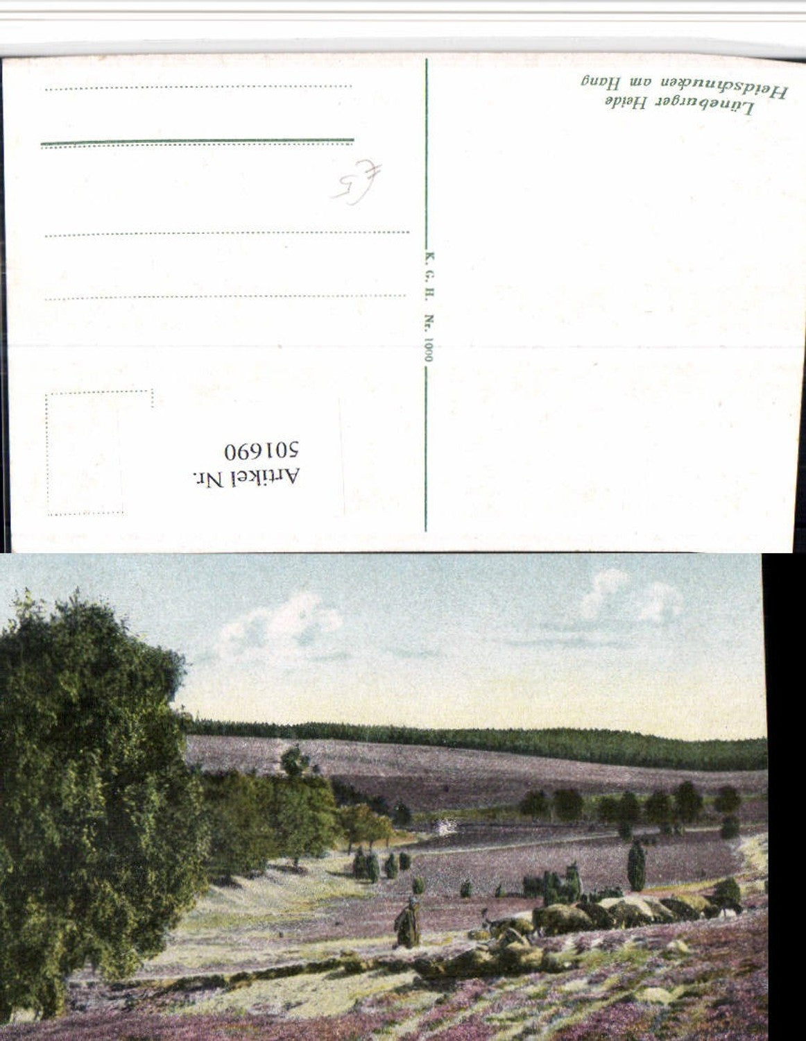 501690,Lüneburger Heide b. Schnevedingen Heideschnucken am Hang