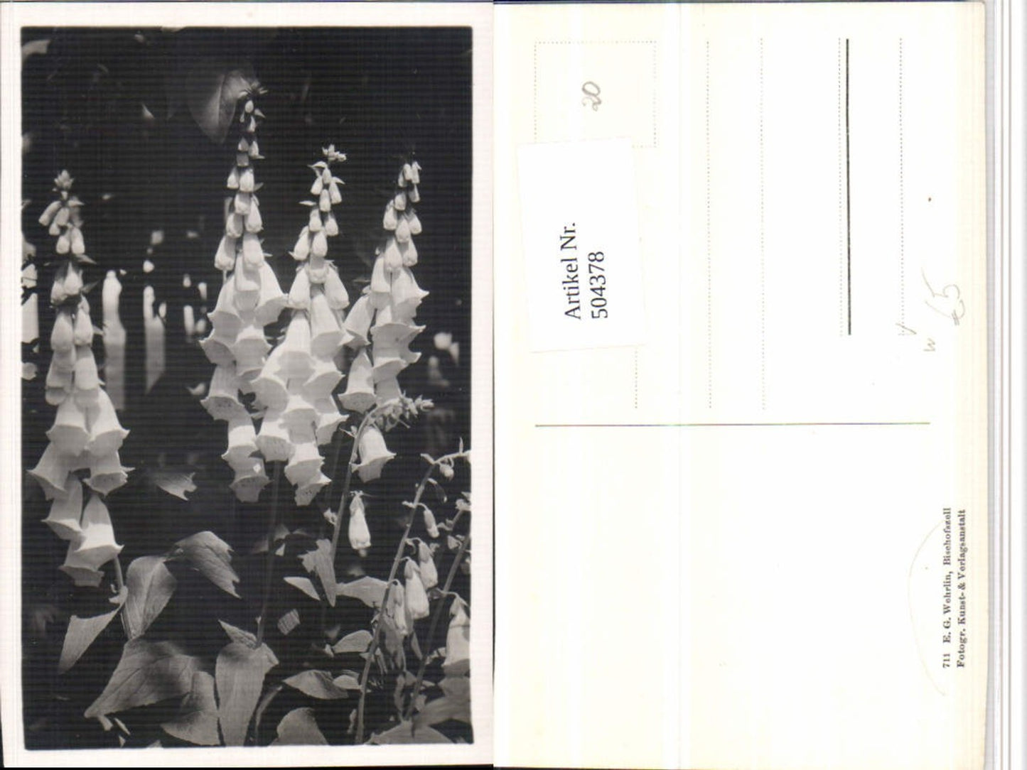 504378,Fotokunst E. G. Wehrlin Bischofszell Glockenblumen Blumen