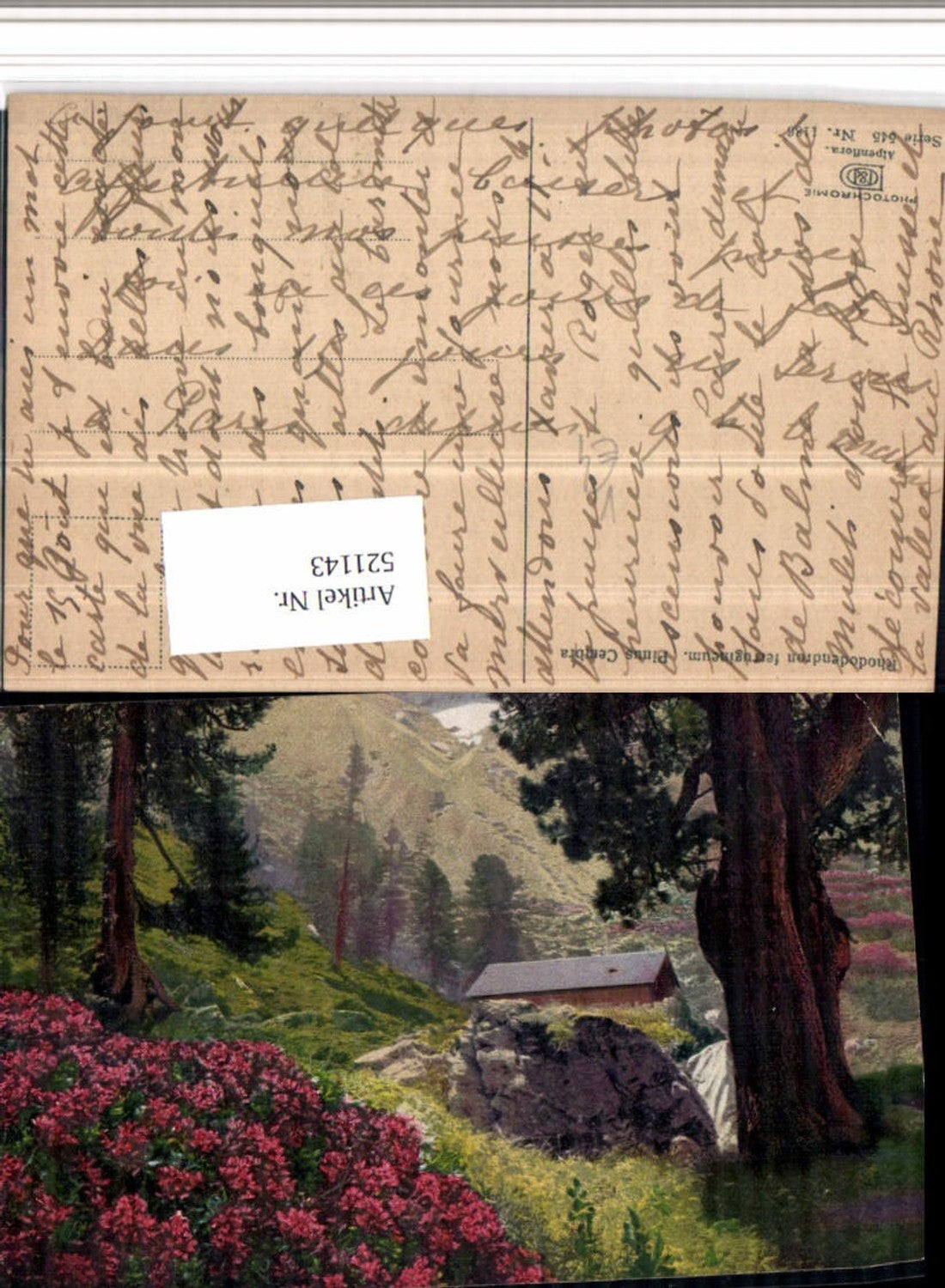 521143,Photochromie Nenke & Ostermaier 545/1186 Alpenrose Kiefer Hütte
