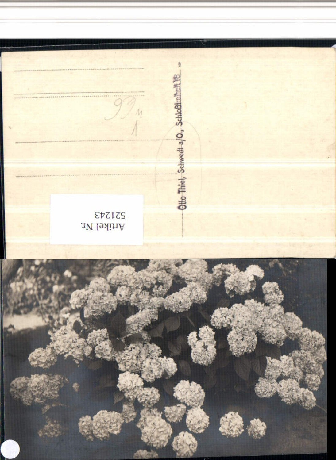 521243,Fotokunst Otto Thiel Schwedt an d. Oder Schneeball Strauch