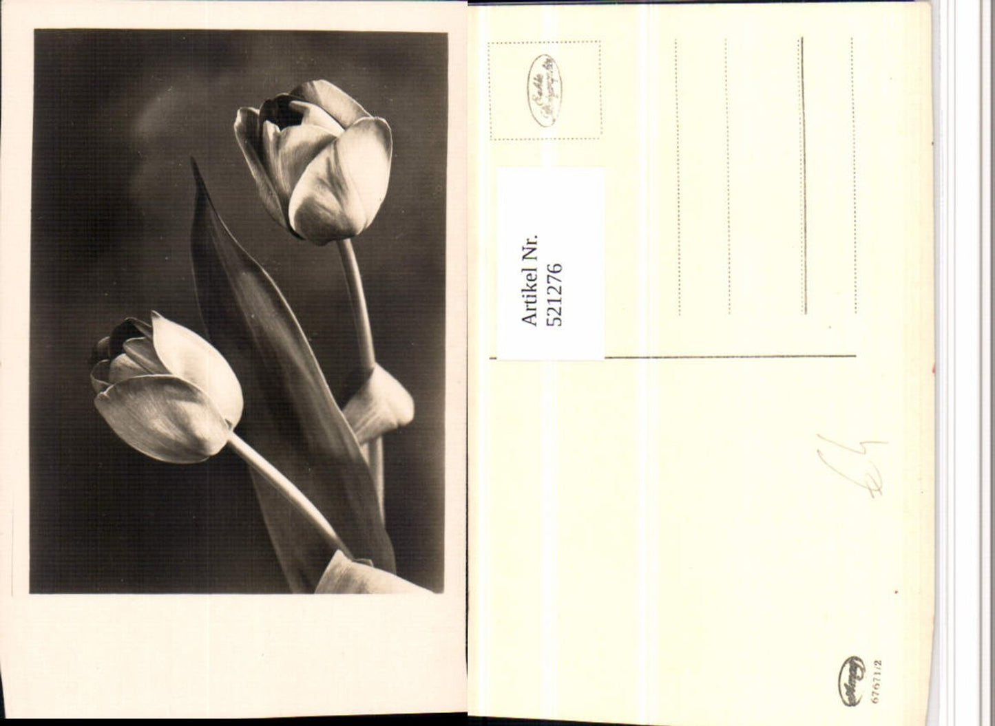 521276,Fotokunst Amag 67671/2 Tulpen Blumen