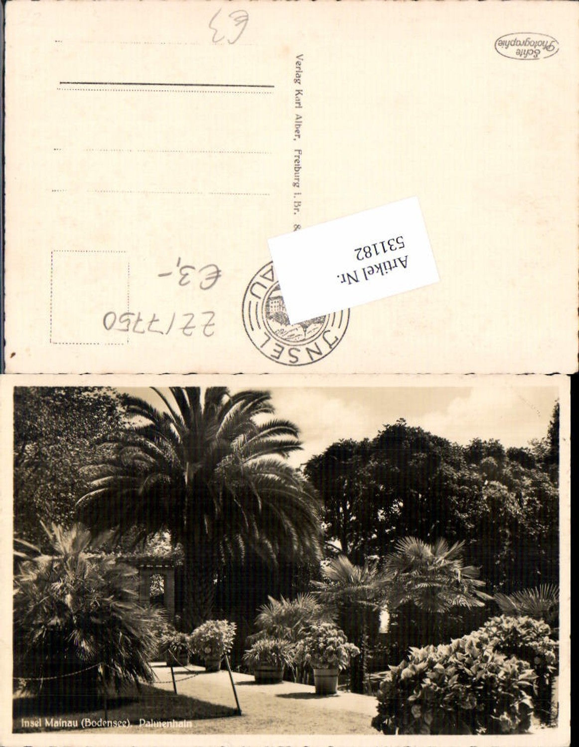 531182, rare photo postcard of Mainau Island in Lake Constance, Constance, palm grove, palm tree