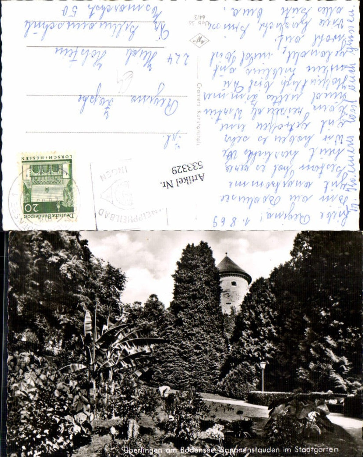 533329, Überlingen am Bodensee, Bananenstauden im Stadtgarten