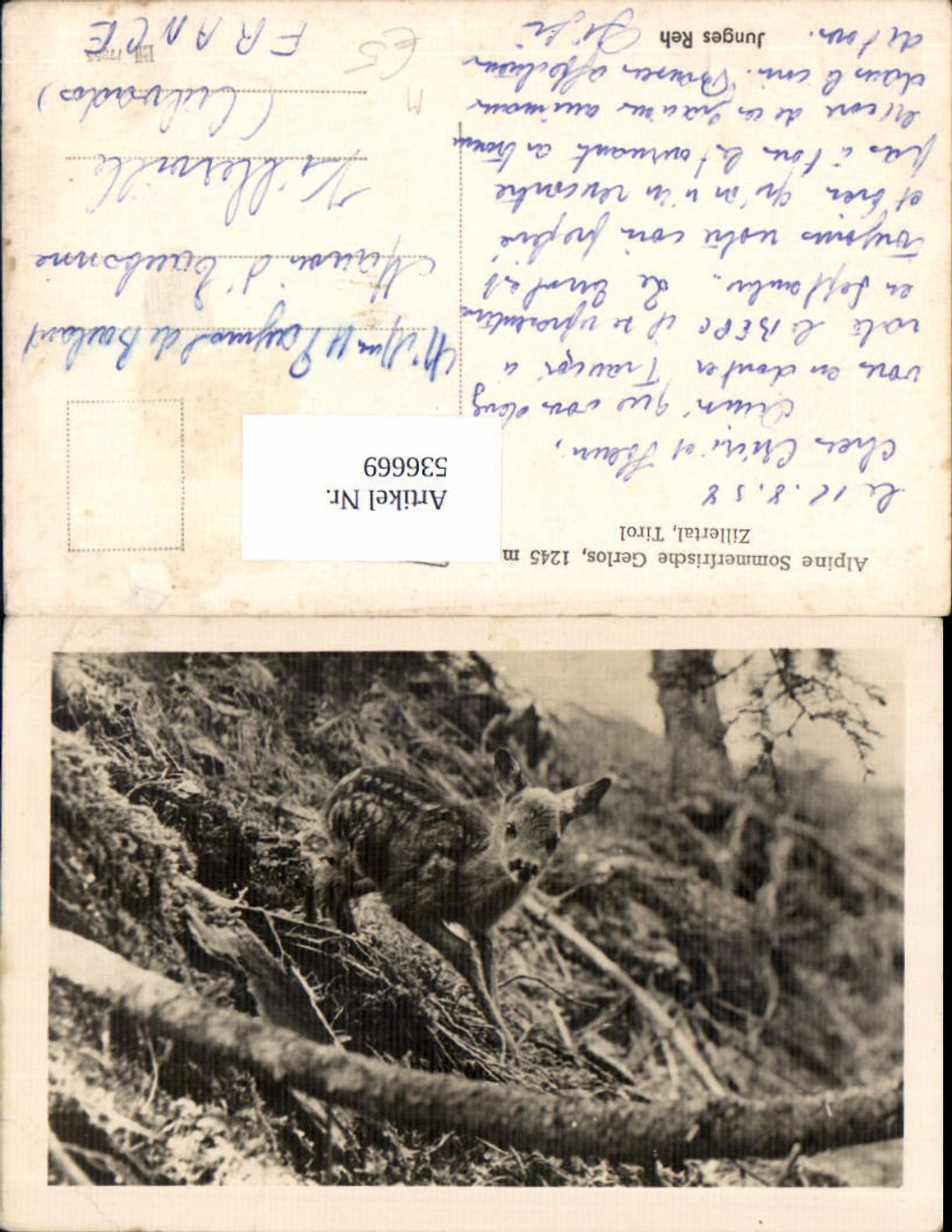 Alte Ansichtskarte – Old Postcard