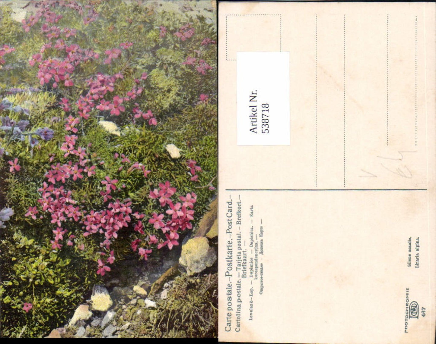 538718,Photochromie Nenke & Ostermaier 467 Linaria Alpina Blumen
