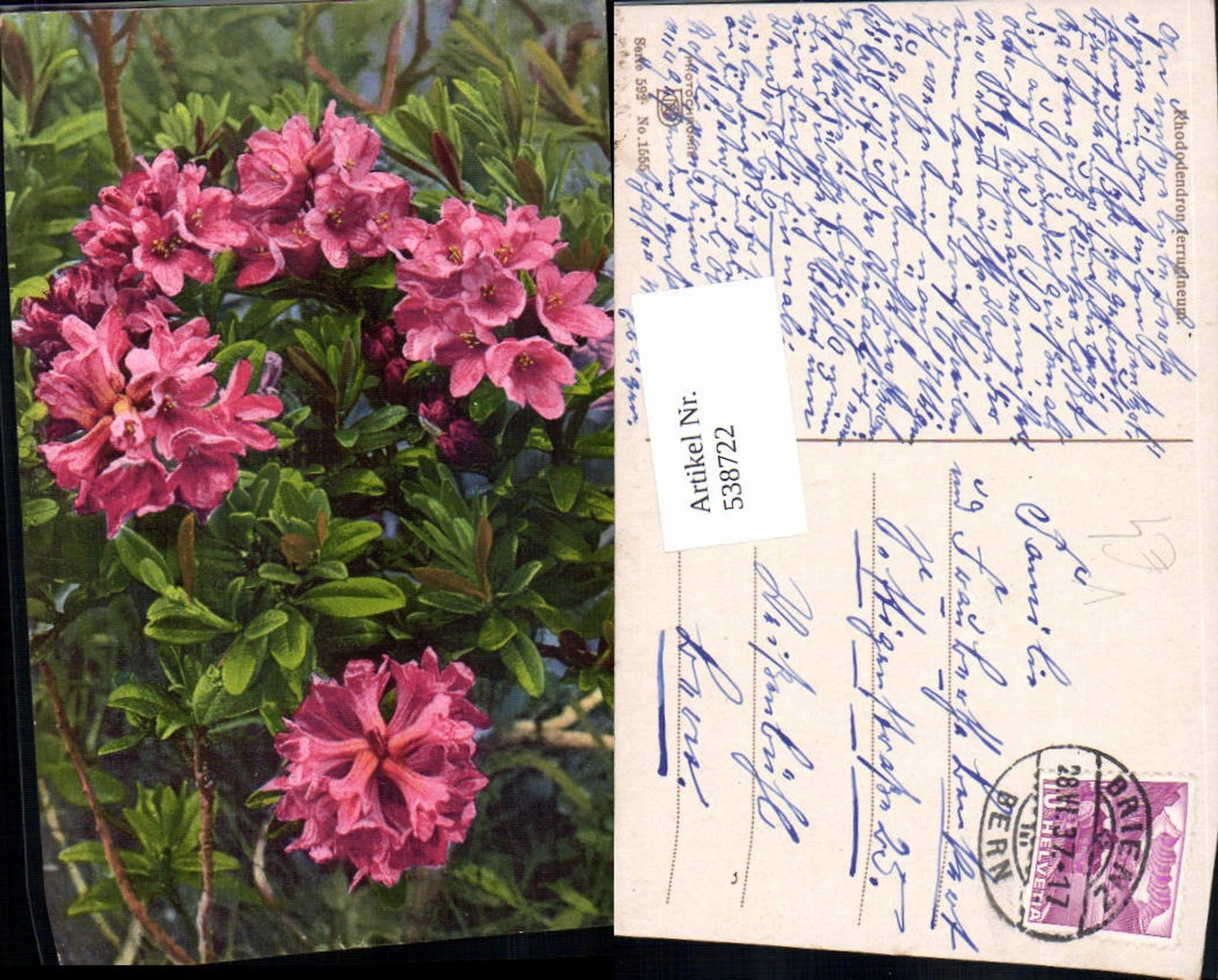 538722,Photochromie Nenke & Ostermaier 592-1555 Blumen