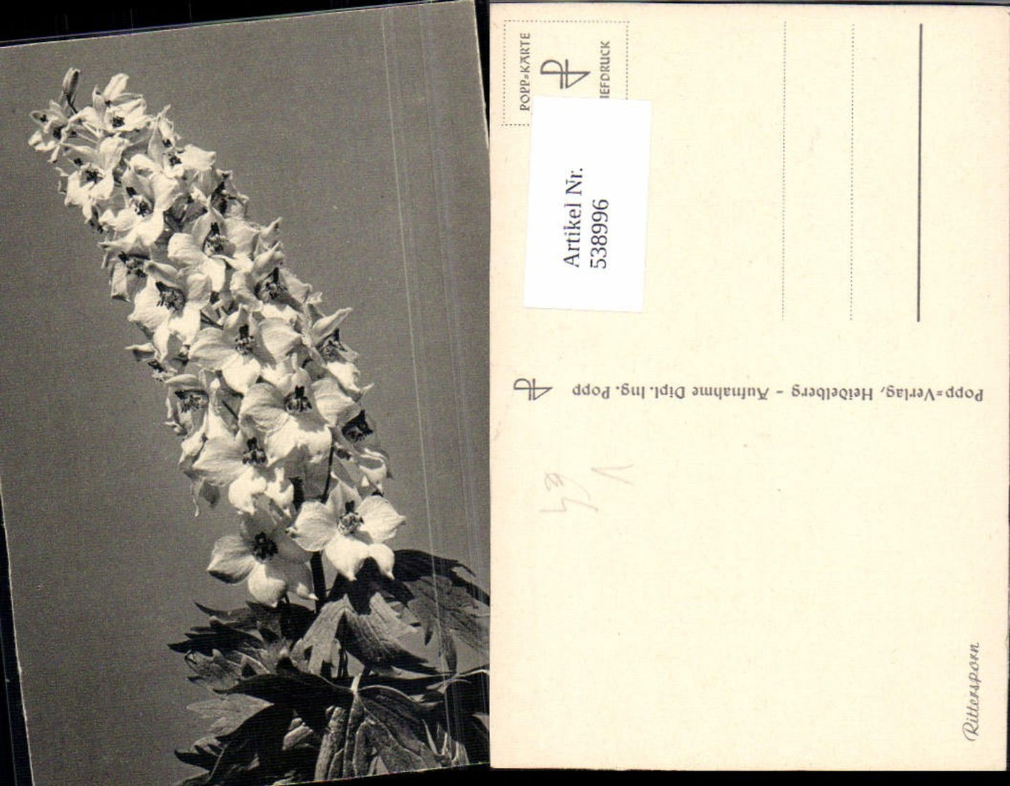 538996,Fotokunst Popp Blume Rittersporn