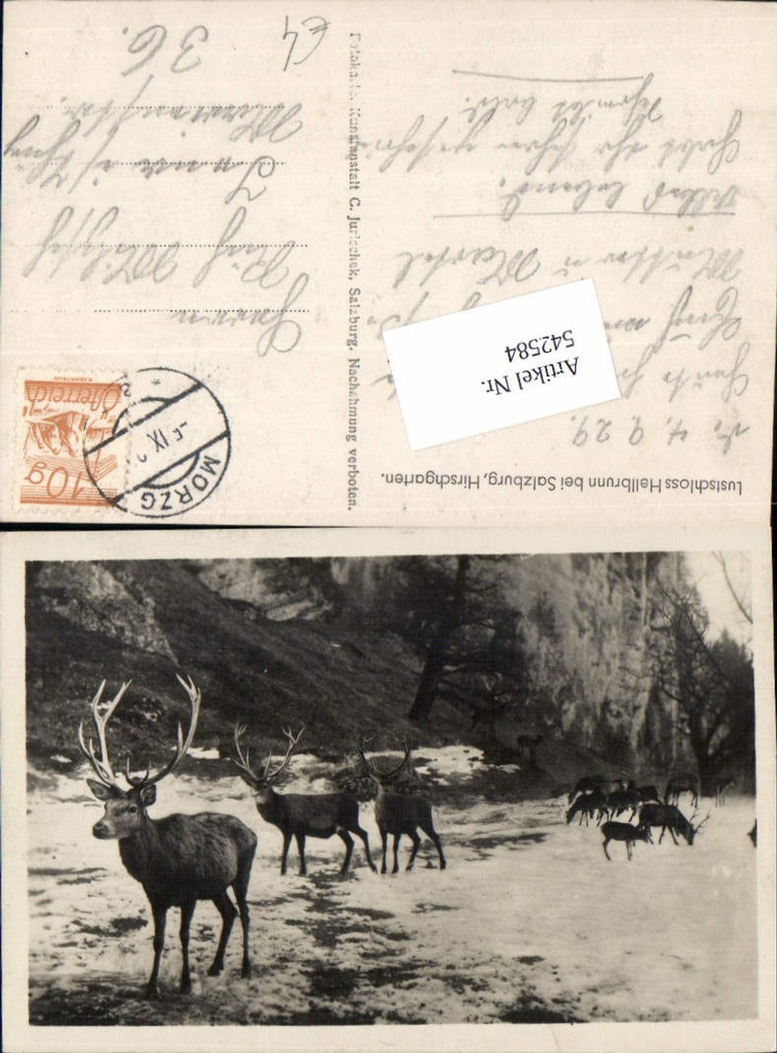 542584, Salzburg Hellbrunn Deer Animals Hunting Deer Garden