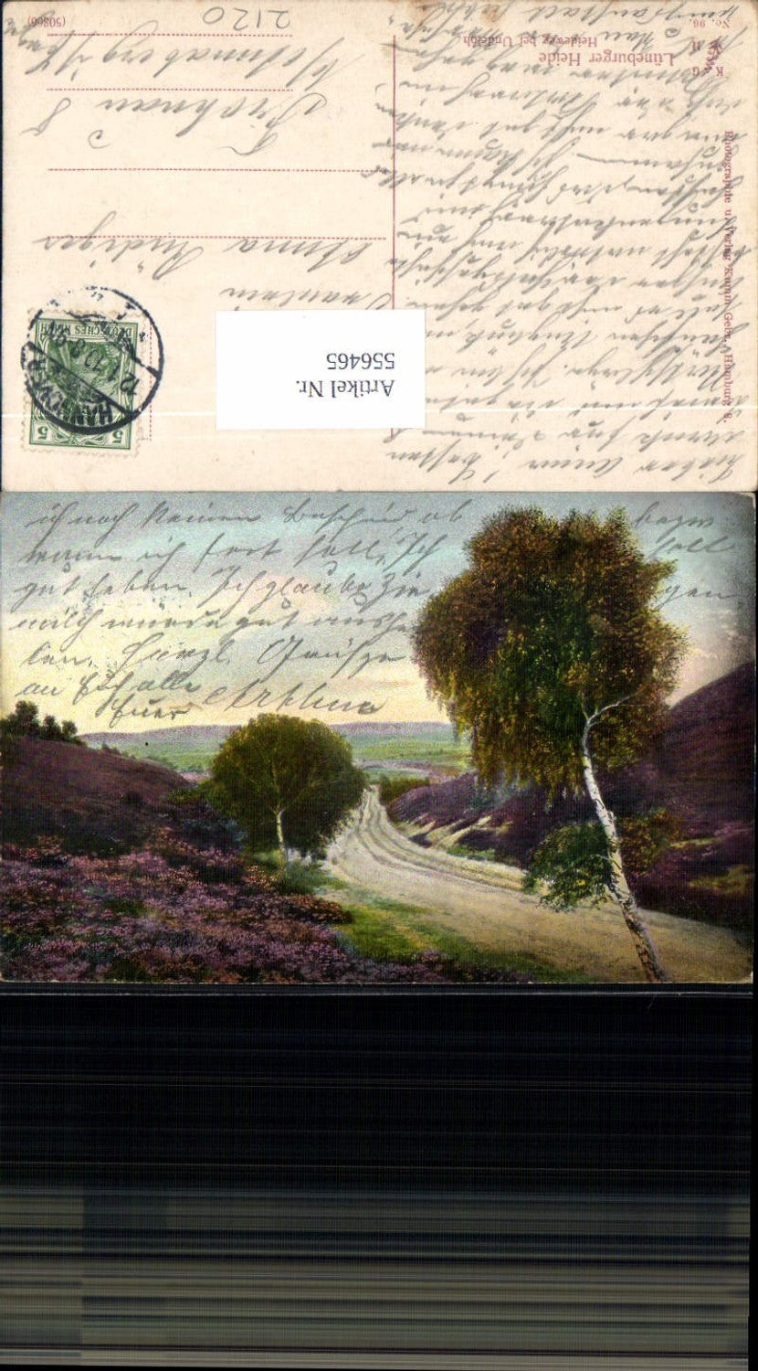 556465,Lüneburger Heide Lüneburg Birken Baum Undeloh Hanstedt Hamburg