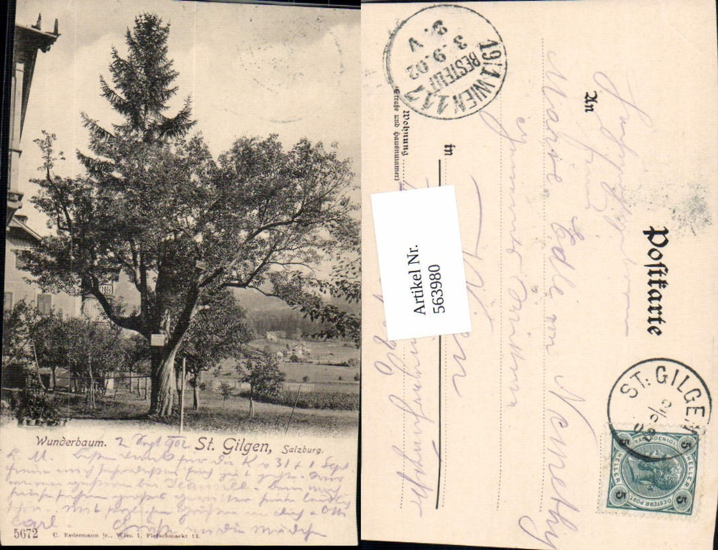 563980, great AK St. Gilgen am Abersee Wunderbaum Baum pub Ledermann 5672